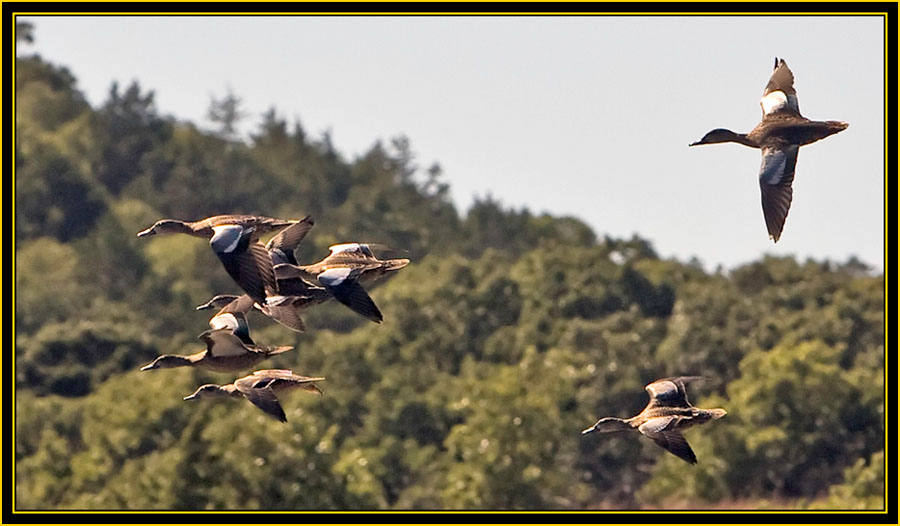 Blue-winged Teals in Flight - Wichita Mountains Wildlife Refuge