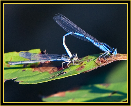 Familiar Bluets (Enallagma civile) in Tandem - Wichita Mountains Wildlife Refuge