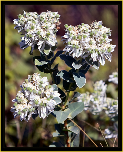 Color on the Prairie - Wichita Mountains Wildlife Refuge