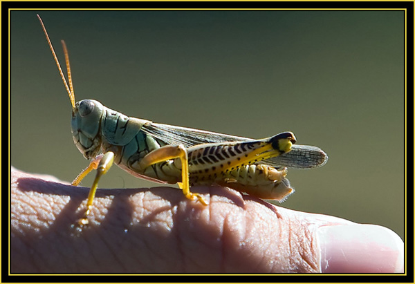 Rob's 'Catch of the Day' - Differential Grasshopper - Wichita Mountains Wildlife Refuge'