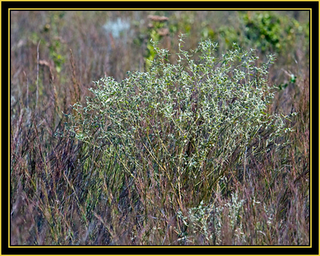 Color on the Prairie - Wichita Mountains Wildlife Refuge