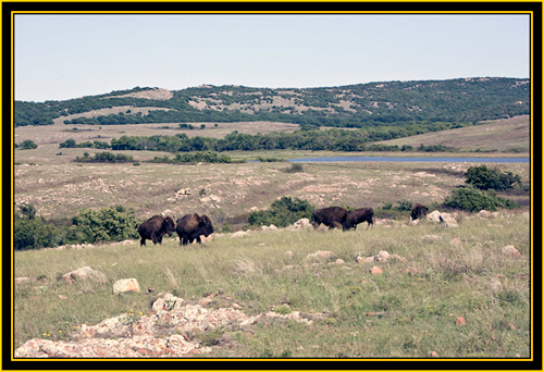 Bison on the Prairie - Wichita Mountains Wildlife Refuge