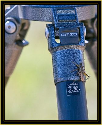 Tripod Visitor - Wichita Mountains Wildlife Refuge