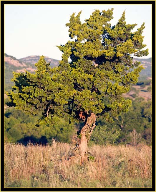 Morning Light on Prairie Tree - Wichita Mountains Wildlife Refuge