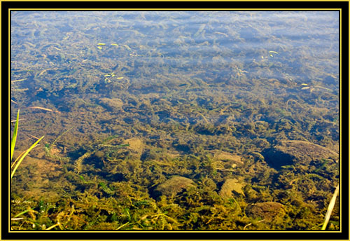 View at French Lake - Under the Water - Wichita Mountains Wildlife Refuge