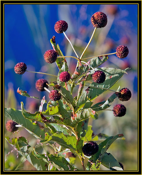 Plant at French Lake - Wichita Mountains Wildlife Refuge