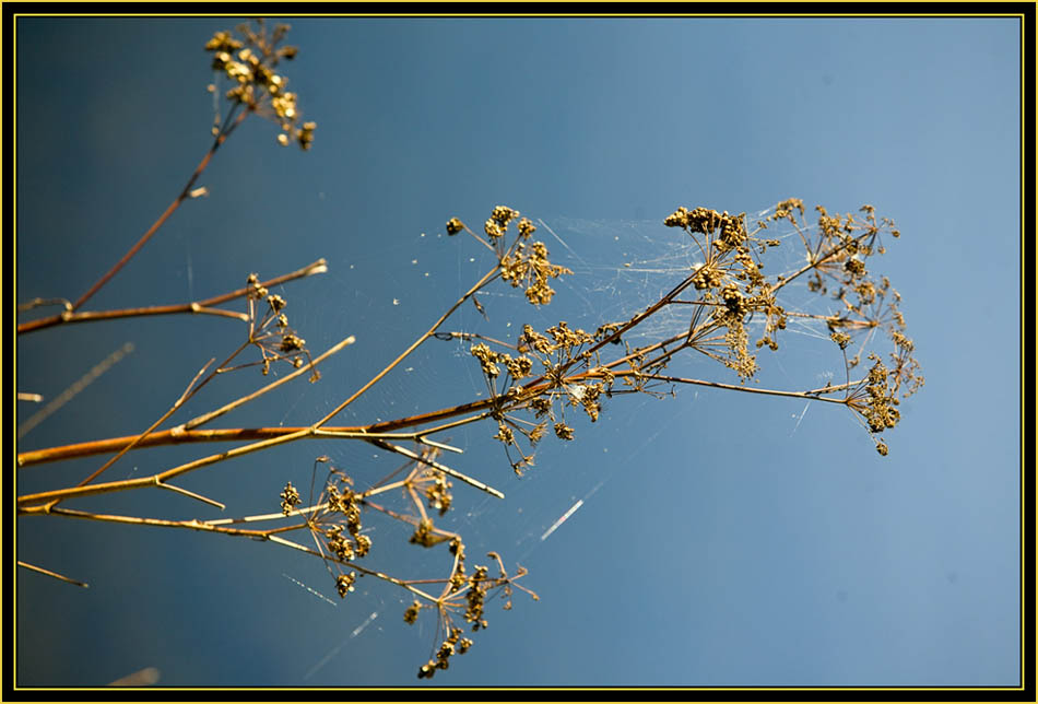 Plant at French Lake - Wichita Mountains Wildlife Refuge