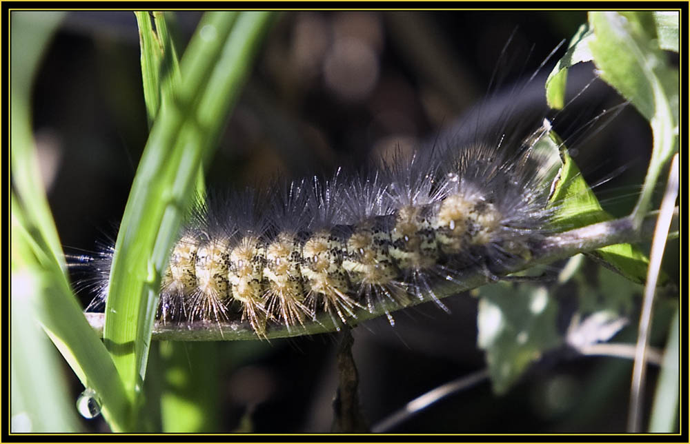 Caterpillar