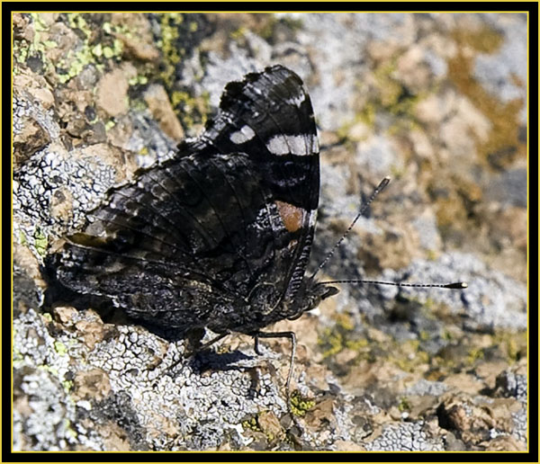 Butterfly - Wichita Mountains Wildlife Refuge