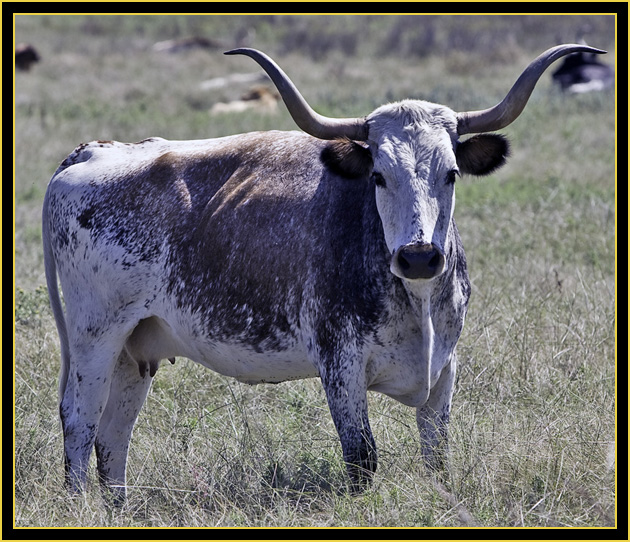 Texas Longhorn - Wichita Mountains Wildlife Refuge