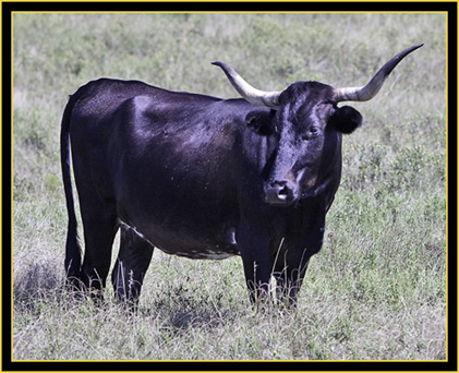 Texas Longhorn - Wichita Mountains Wildlife Refuge