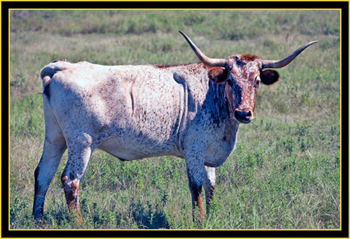 Texas Longhorn - Wichita Mountains Wildlife Refuge