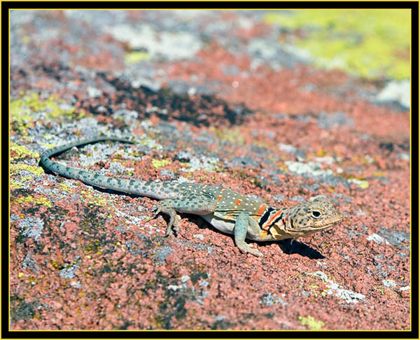 Male Collared Lizard (Crotaphytus collaris) - Wichita Mountains Wildlife Refuge