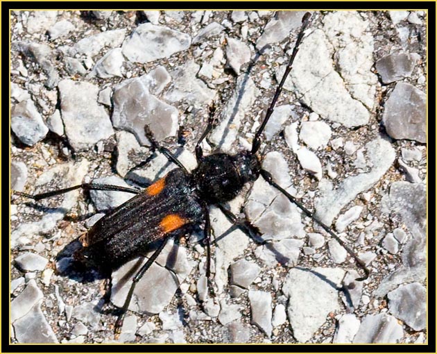 Elder Borer (Desmocerus palliatus) - Wichita Mountains Wildlife Refuge