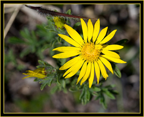 Wildflower - Wichita Mountains Wildlife Refuge