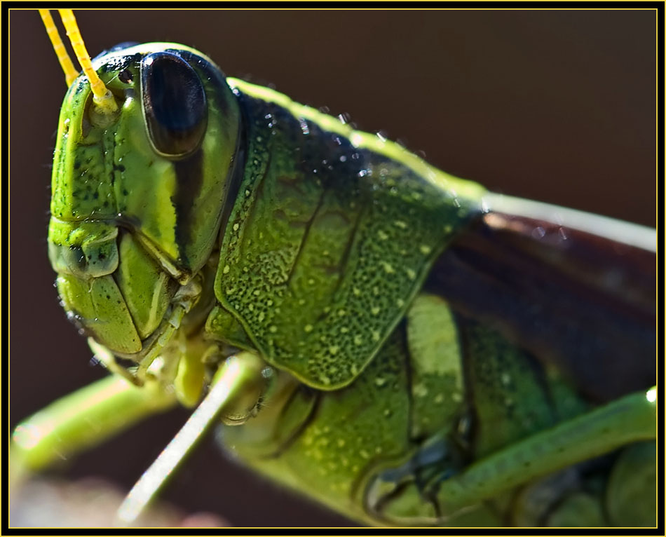 Grasshopper - Wichita Mountains Wildlife Refuge