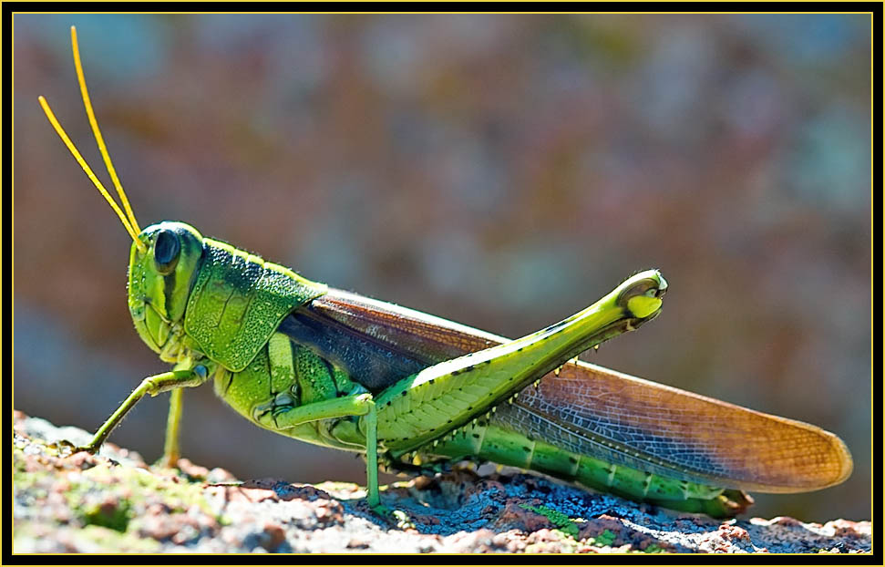 Grasshopper - Wichita Mountains Wildlife Refuge