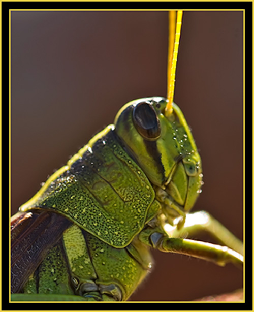 Grasshopper - Wichita Mountains Wildlife Refuge