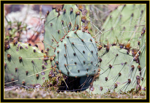 Prickly-pear Cactus - Wichita Mountains Wildlife Refuge