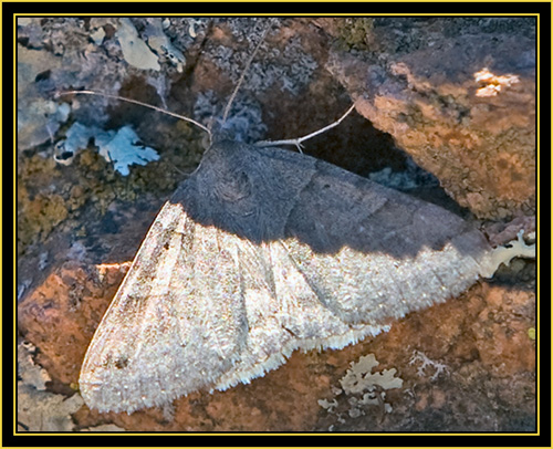 Moth - Wichita Mountains Wildlife Refuge