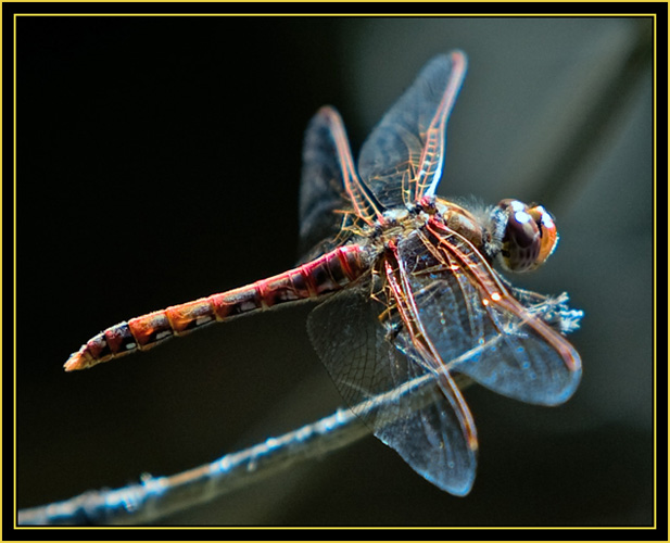 Dragonfly - Wichita Mountains Wildlife Refuge