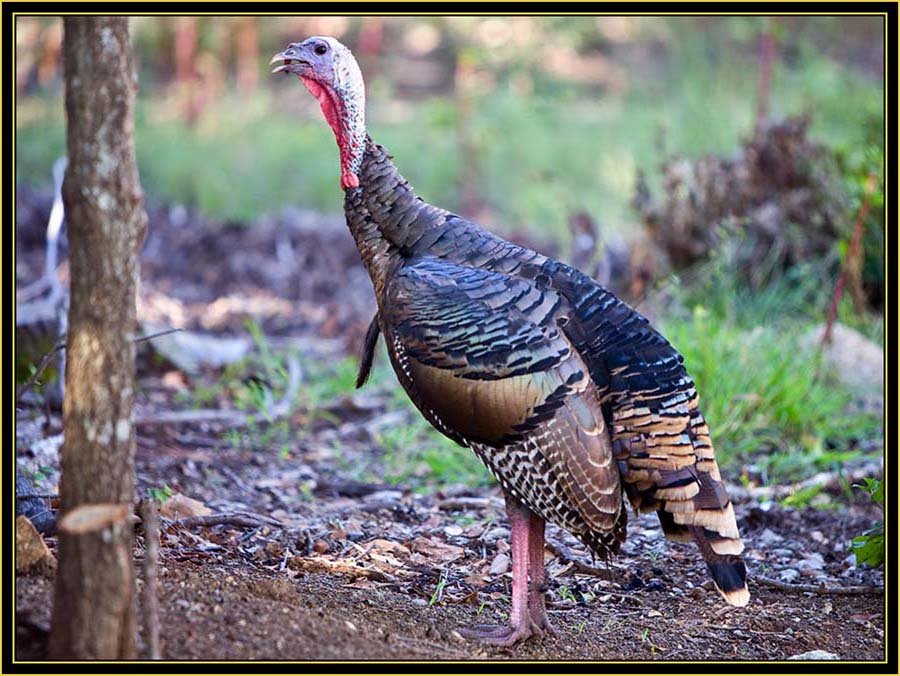 Wild Turkey - Wichita Mountains Wildlife Refuge