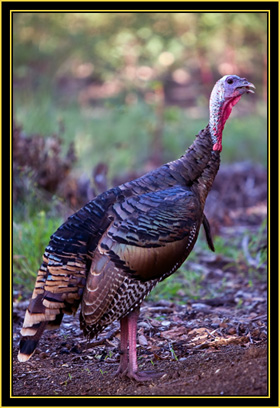 Wild Turkey - Wichita Mountains Wildlife Refuge