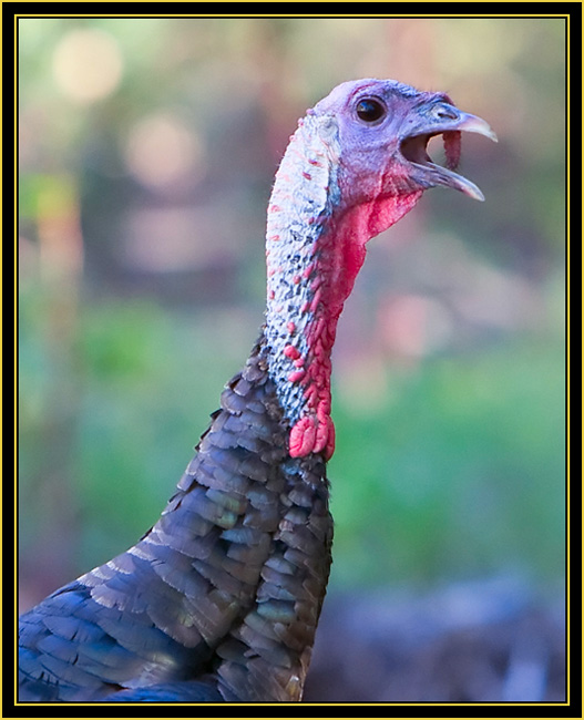 Wild Turkey Vocalizing  - Wichita Mountains Wildlife Refuge