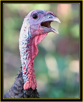 Wild Turkey - Wichita Mountains Wildlife Refuge