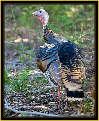 Wild Turkey - Wichita Mountains Wildlife Refuge