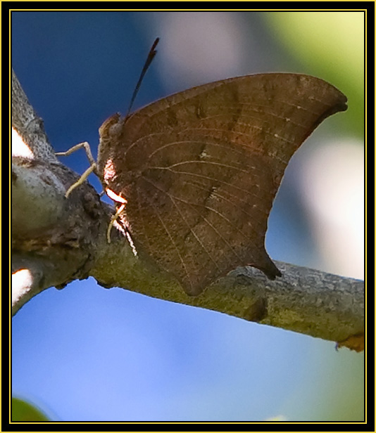 Goatweed Leafwing (Anaea andria) - Wichita Mountains Wildlife Refuge