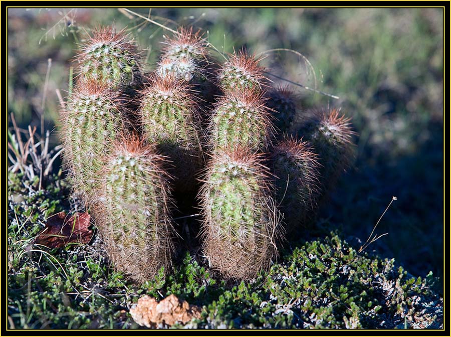 Barrel Cactus - Wichita Mountains Wildlife Refuge