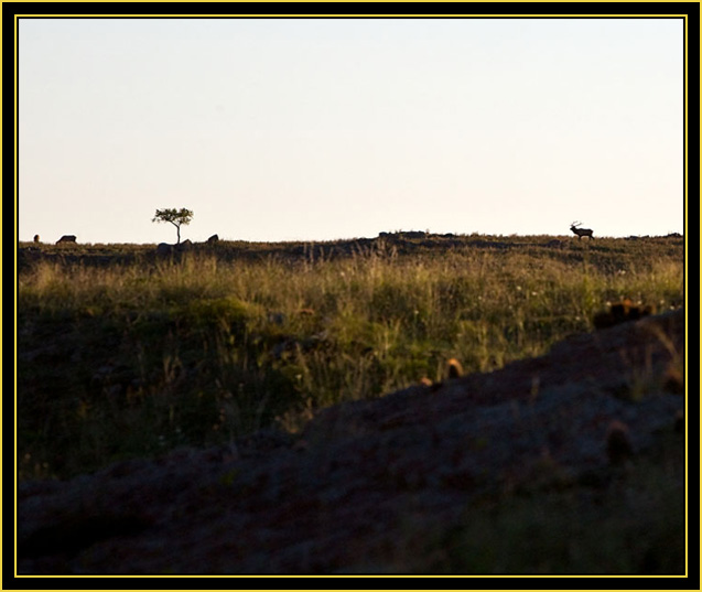 Elk Bull on the Skyline - Wichita Mountains Wildlife Refuge