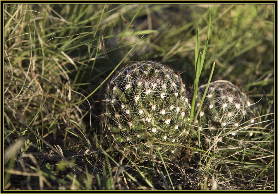 Barrel Cactus - Wichita Mountains Wildlife Refuge