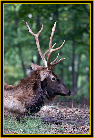 Rocky Mountain Elk - Wichita Mountains Wildlife Refuge