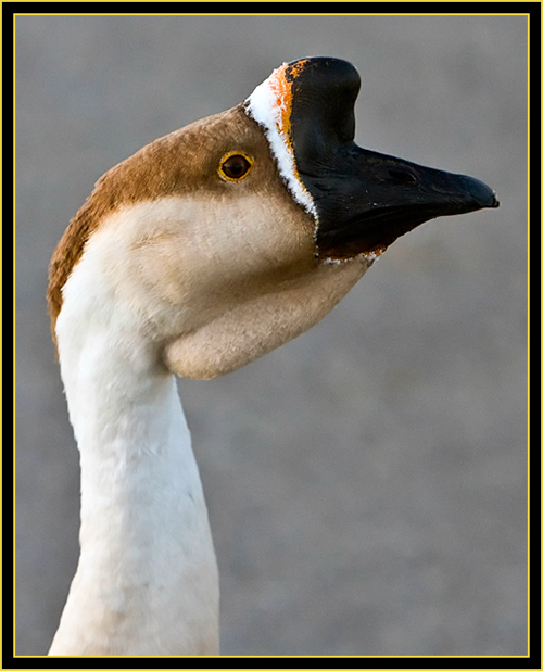 Park Goose