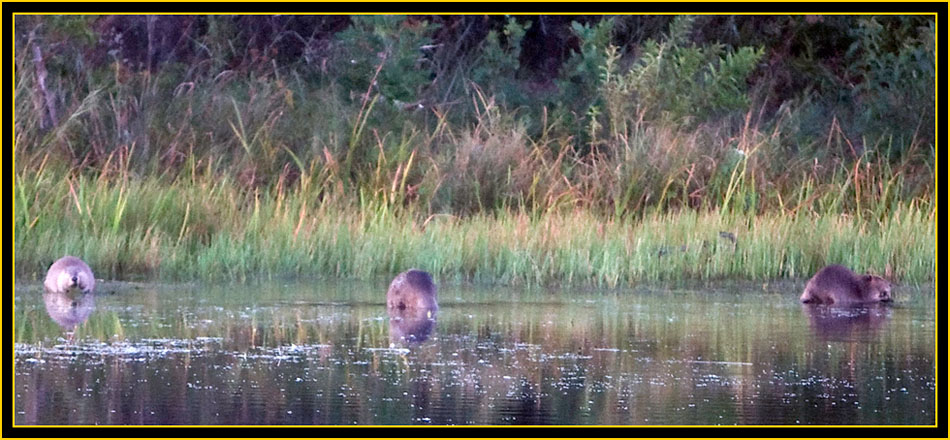 Beavers at French Lake - Wichita Mountains Wildlife Refuge