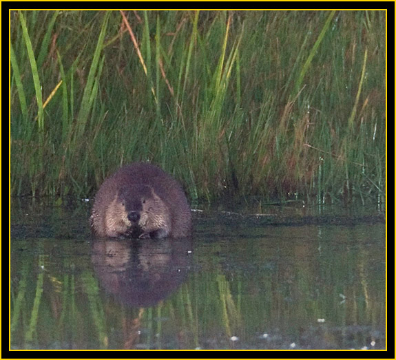 Beaver at Dawn, French Lake - Wichita Mountains Wildlife Refuge