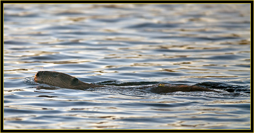 Swimming Beaver - Wichita Mountains Wildlife Refuge