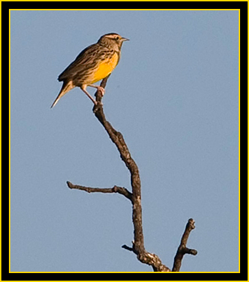 Rob's Shot of an Eastern Meadowlark - Wichita Mountains Wildlife Refuge