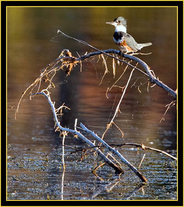 Belted Kingfisher - Wichita Mountains Wildlife Refuge