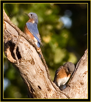 Eastern Bluebirds - Wichita Mountains Wildlife Refuge