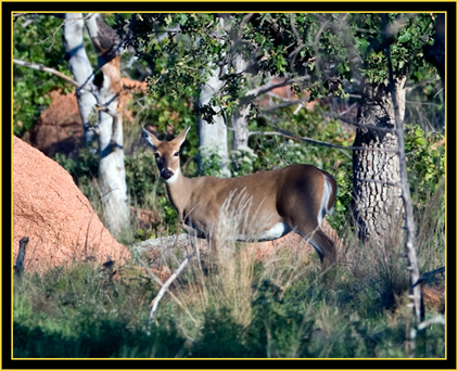 White-tailed Deer - Wichita Mountains Wildlife Refuge