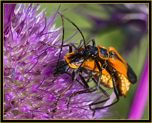 Goldenrod Leatherwings (Chauliognathus pensylvanicus) - Wichita Mountains Wildlife Refuge