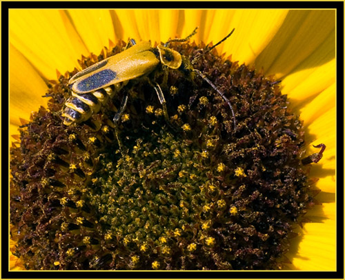 Goldenrod Leatherwing (Chauliognathus pennsylvanicus) on Sunflower - Wichita Mountains Wildlife Refuge