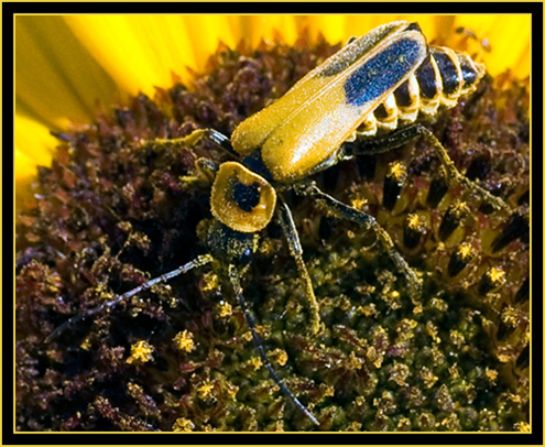 Goldenrod Leatherwing (Chauliognathus pennsylvanicus) on Sunflower - Wichita Mountains Wildlife Refuge