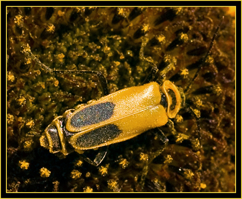 Goldenrod Leatherwing (Chauliognathus pensylvanicus) on Sunflower - Wichita Mountains Wildlife Refuge