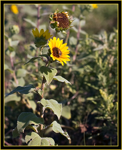 Goldenrod Leatherwing (Chauliognathus pennsylvanicus) on Sunflower - Wichita Mountains Wildlife Refuge