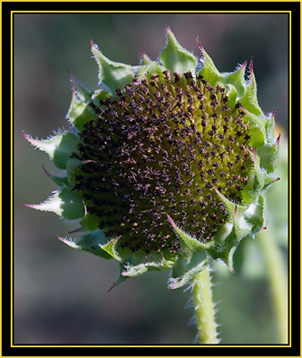 Plant Head - Wichita Mountains Wildlife Refuge