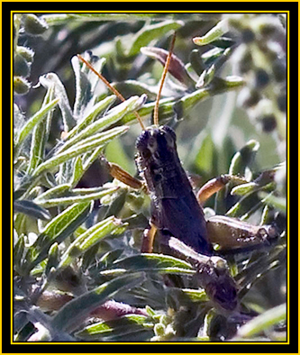 Grasshopper in Bush - Wichita Mountains Wildlife Refuge